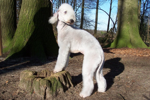 Airis Blue Volshebny Svet 09.02 (13).JPG